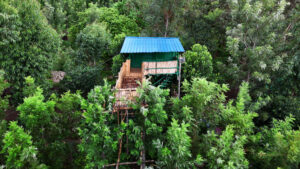 Tree House Tree House